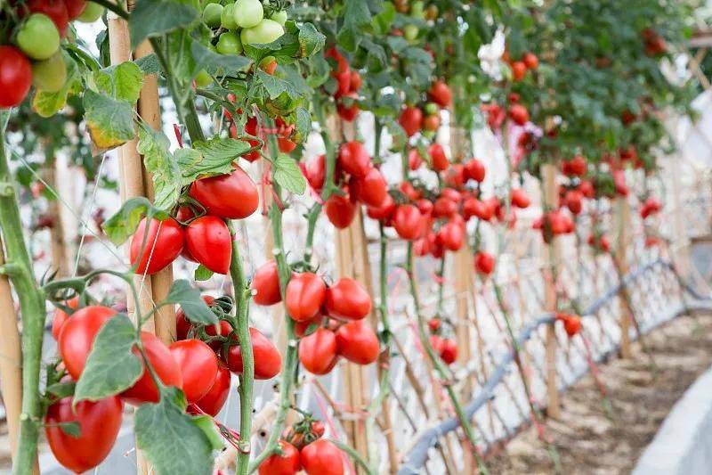 Technology for hard powder tomatoes
