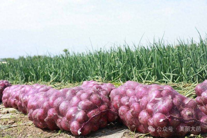 Video of onion planting methods