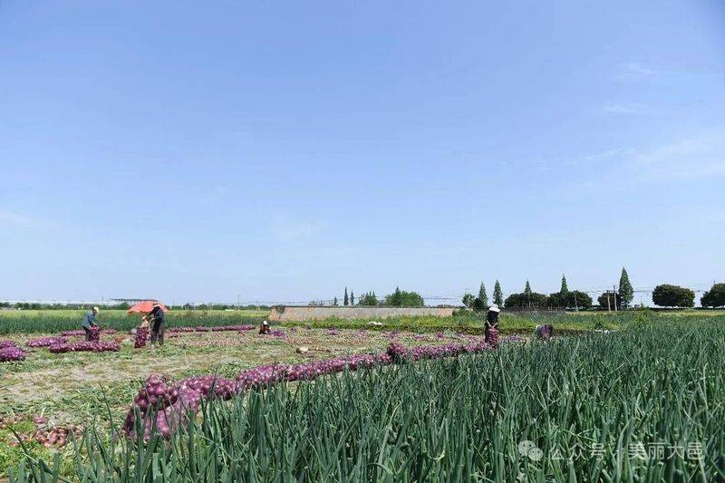Video of onion planting methods