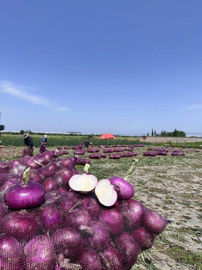 Video of onion planting methods