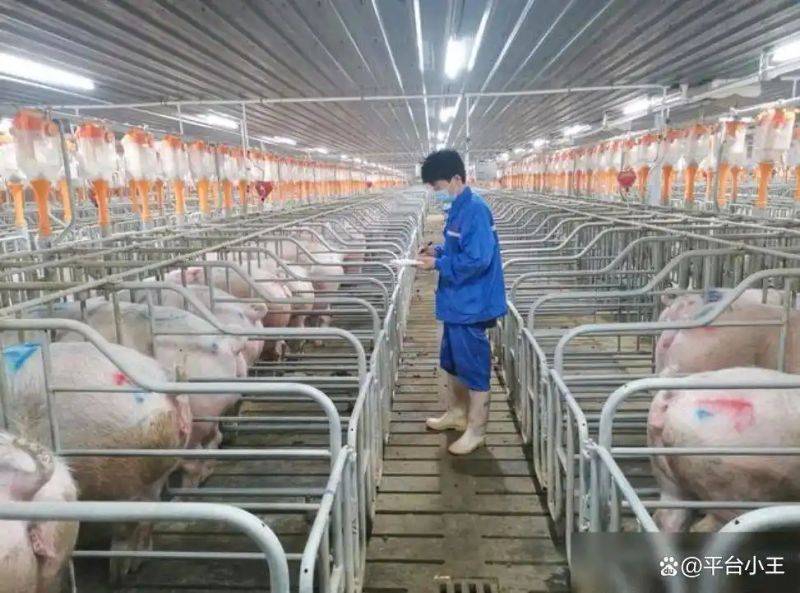 Reasons for the increase in pork prices in 2026