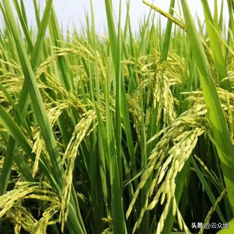黄华占再生稻的种植技术