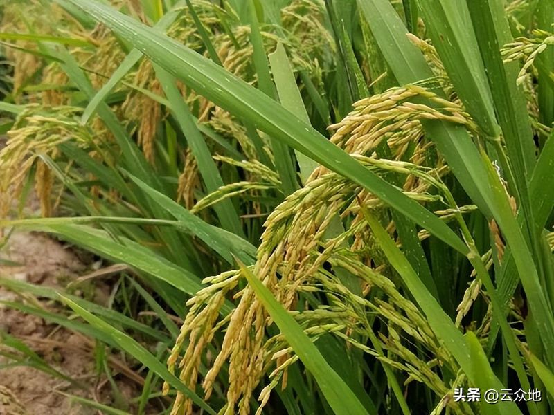 黄华占再生稻的种植技术