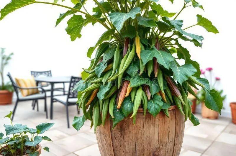 Plantation techniques for daisies