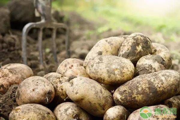 Fruit potato cultivation techniques