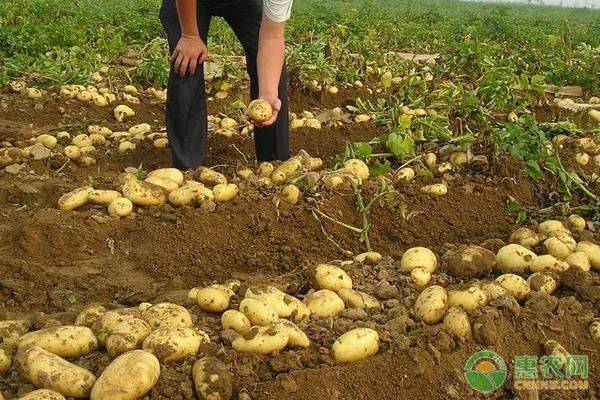 Fruit potato cultivation techniques