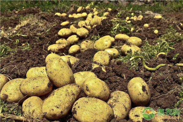 Fruit potato cultivation techniques