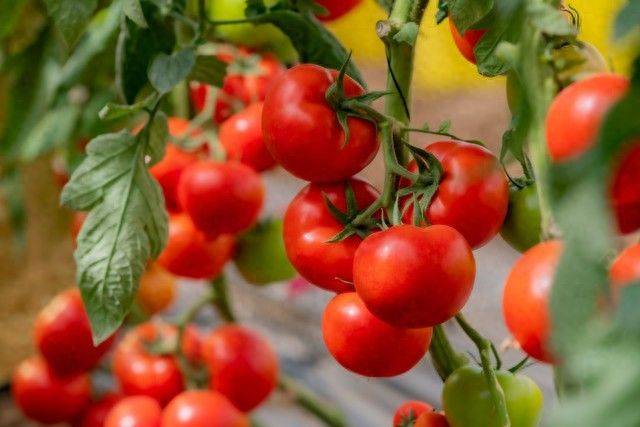 Technology for hard powder tomatoes