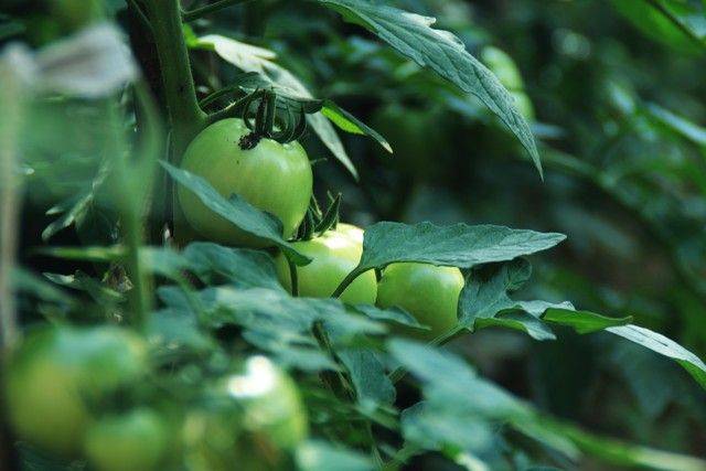 Technology for hard powder tomatoes