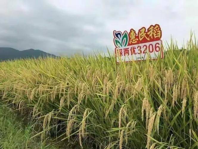 Agricultural techniques for regenerative rice