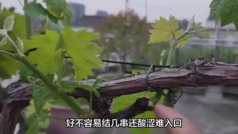 提子种植技术