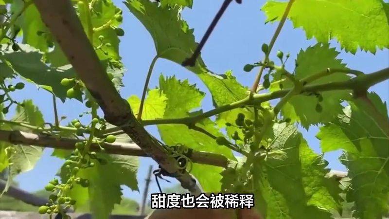 提子种植技术