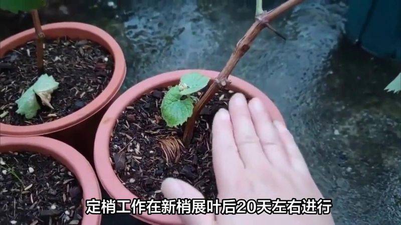提子种植技术