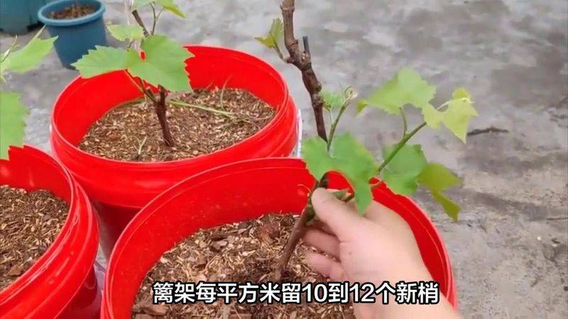 提子种植技术