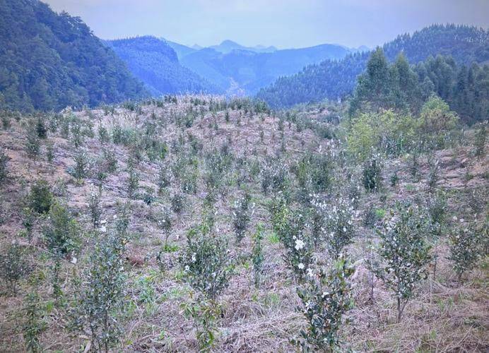 Technology for mountain oil and tea tree cultivation