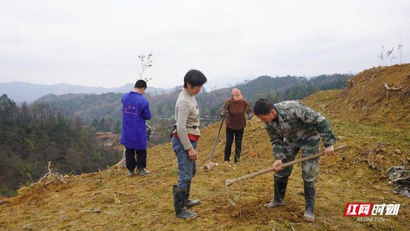 Technology for mountain oil and tea tree cultivation