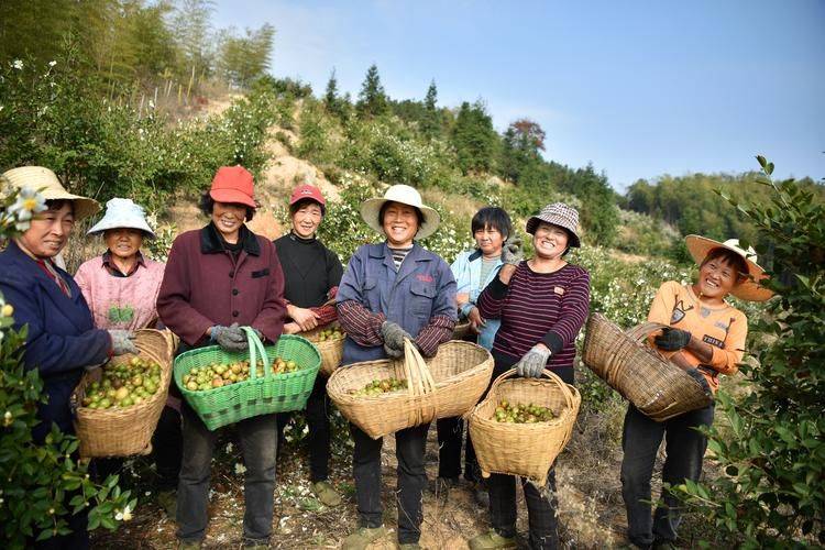 Technology for mountain oil and tea tree cultivation