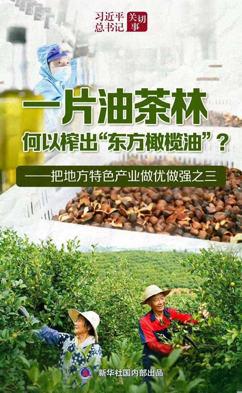 Technology for mountain oil and tea tree cultivation