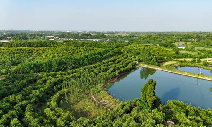 Technology for mountain oil and tea tree cultivation