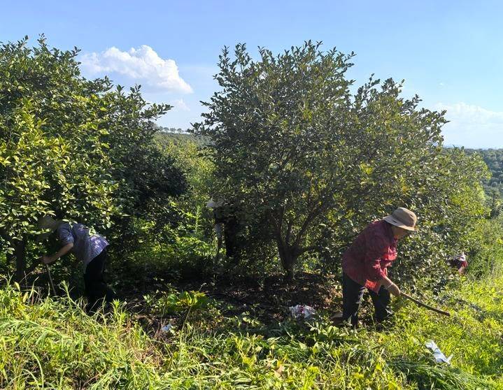 Technology for mountain oil and tea tree cultivation