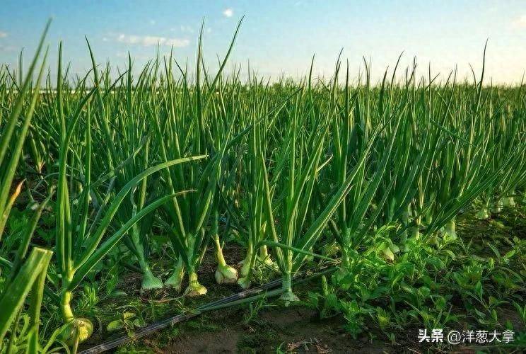 Video of onion planting methods