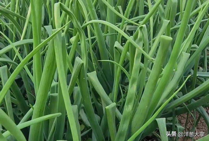Video of onion planting methods