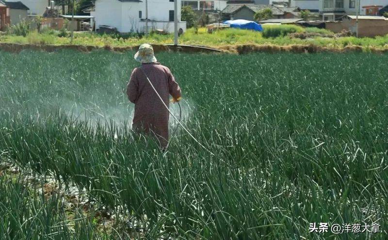 Video of onion planting methods