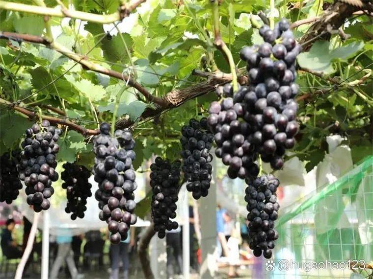 Rose grape cultivation techniques