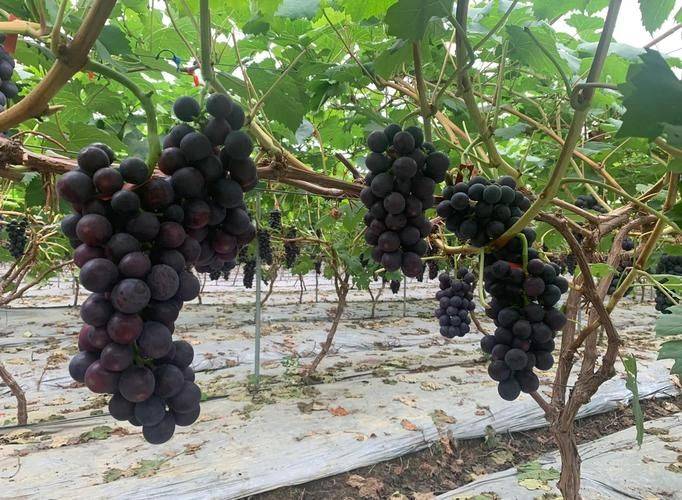 Rose grape cultivation techniques