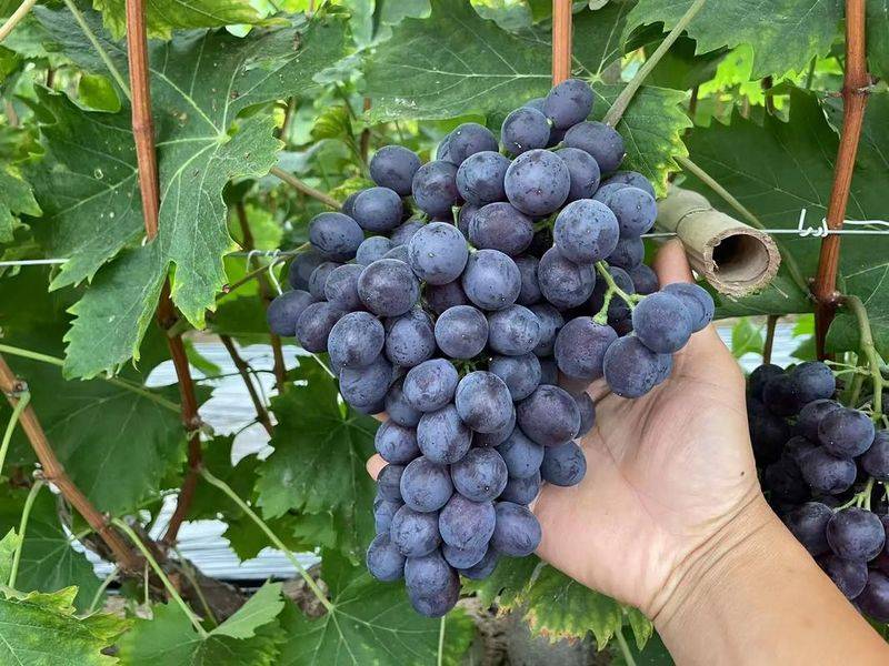 Rose grape cultivation techniques