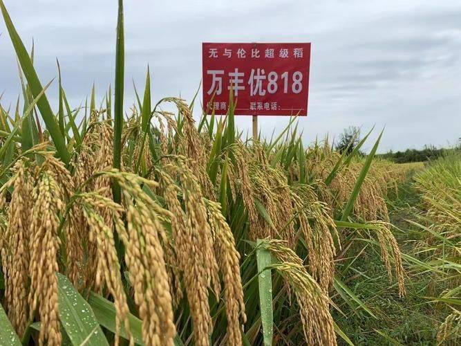 Agricultural techniques for regenerative rice