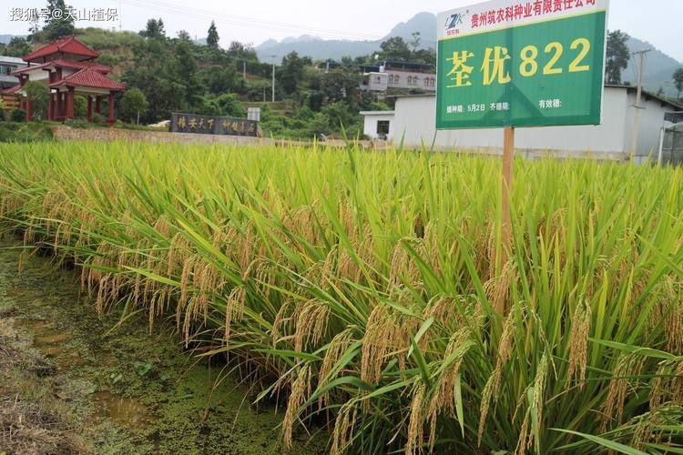Agricultural techniques for regenerative rice