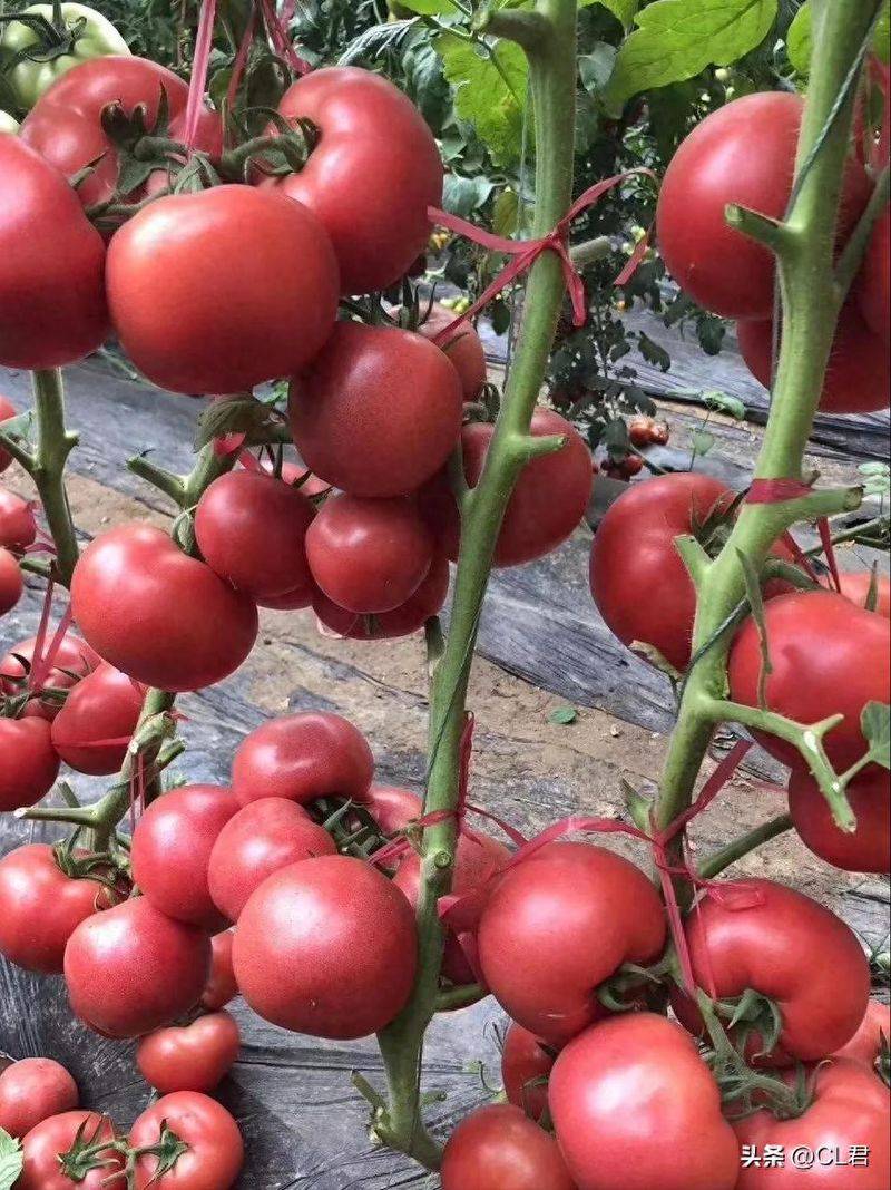 Technology for hard powder tomatoes