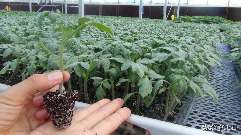Technology for hard powder tomatoes