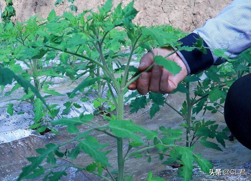 Technology for hard powder tomatoes