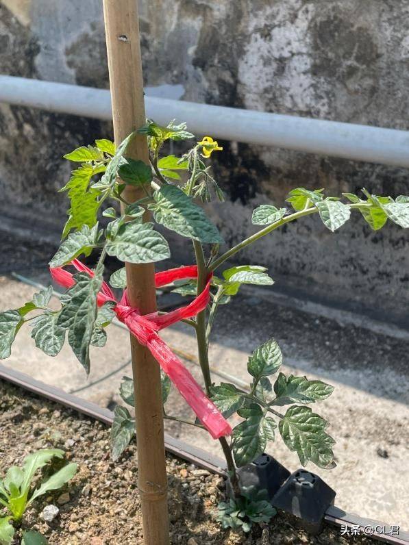 Technology for hard powder tomatoes