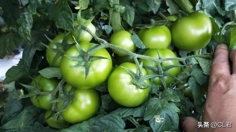 Technology for hard powder tomatoes