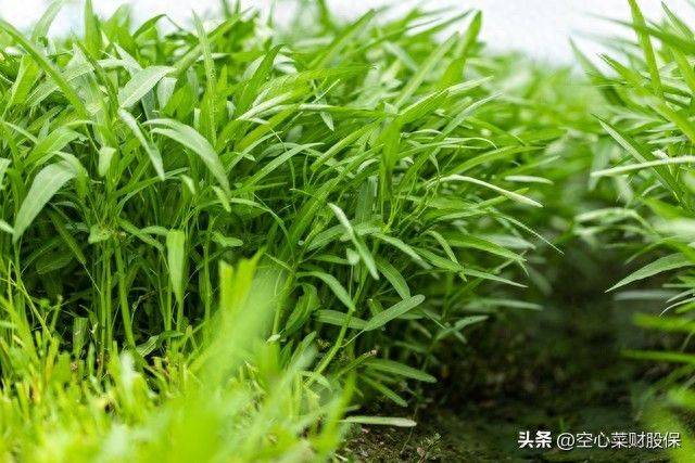 Plantation techniques for daisies