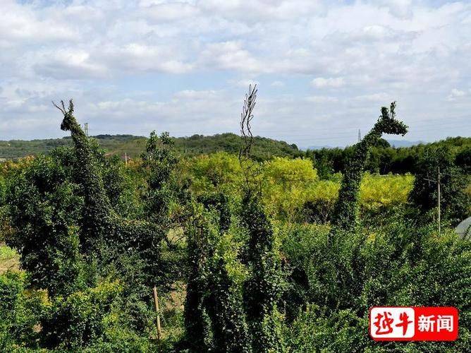 New varieties of fruit trees growing honeyfruit seedlings