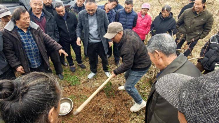 Technology for mountain oil and tea tree cultivation