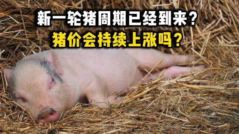 Reasons for the increase in pork prices in 2026