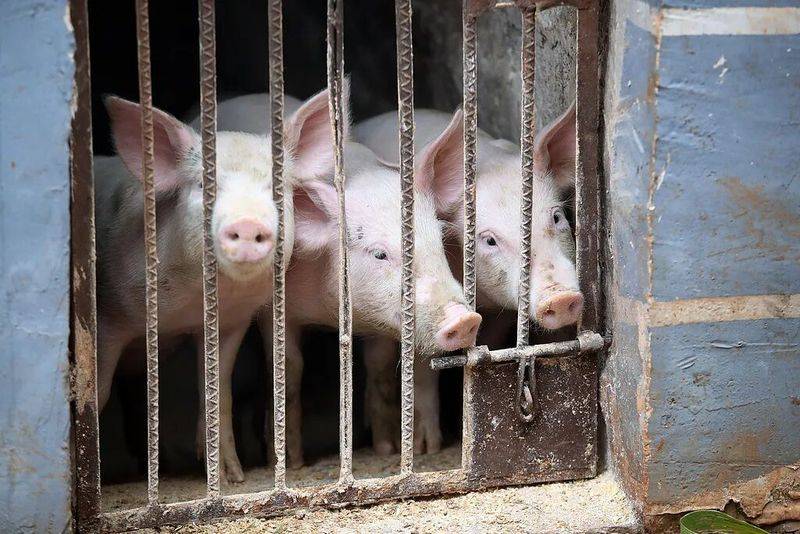 Reasons for the increase in pork prices in 2026