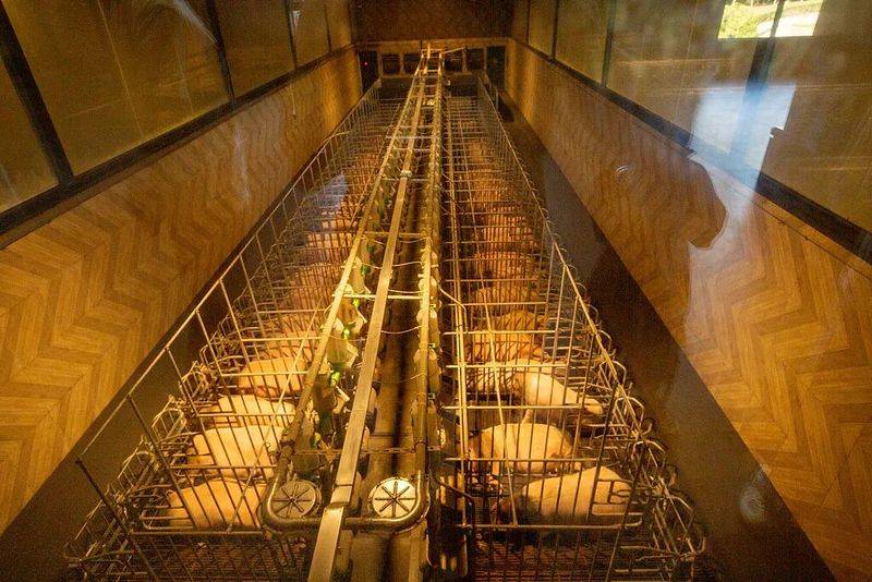 Reasons for the increase in pork prices in 2026