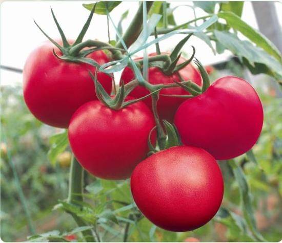 Technology for hard powder tomatoes