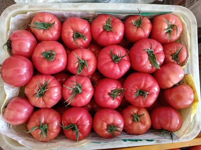 Technology for hard powder tomatoes