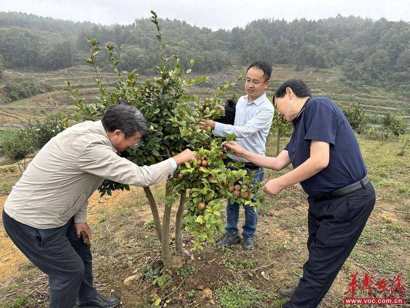 Technology for mountain oil and tea tree cultivation