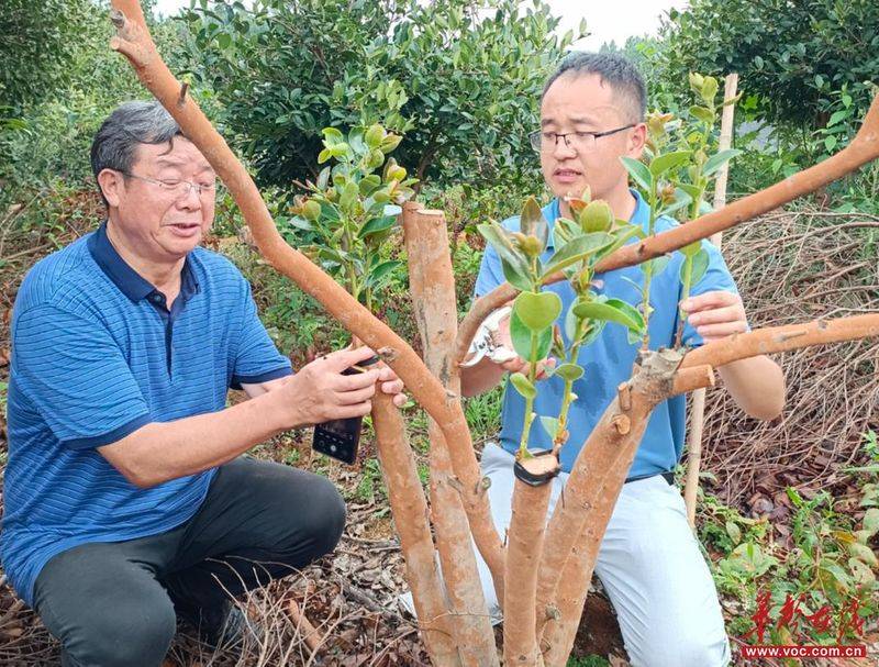 Technology for mountain oil and tea tree cultivation