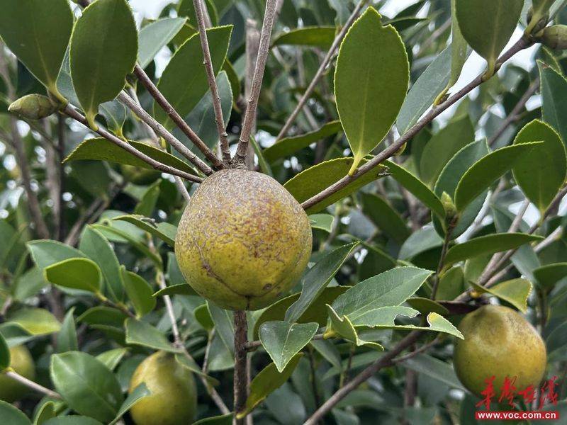 Technology for mountain oil and tea tree cultivation