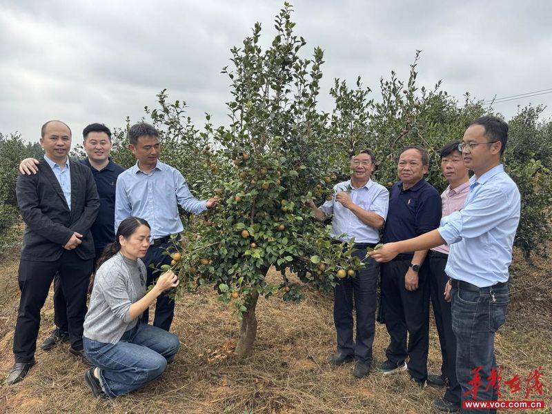 Technology for mountain oil and tea tree cultivation