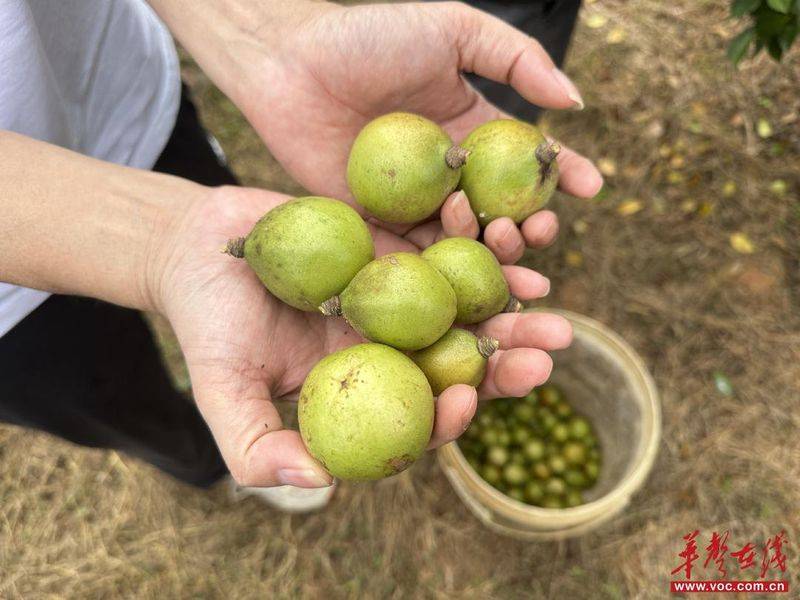 Technology for mountain oil and tea tree cultivation